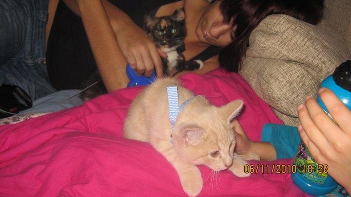 Huskat Rasmus - Det nye hjem skal studeres billede 5