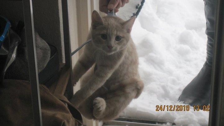 Huskat Rasmus - Rasmus vil bestemt ikke ud i sneen billede 6