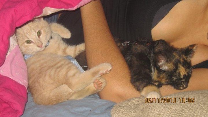 Huskat Rasmus - Rasmus Klump vælter rundt billede 2