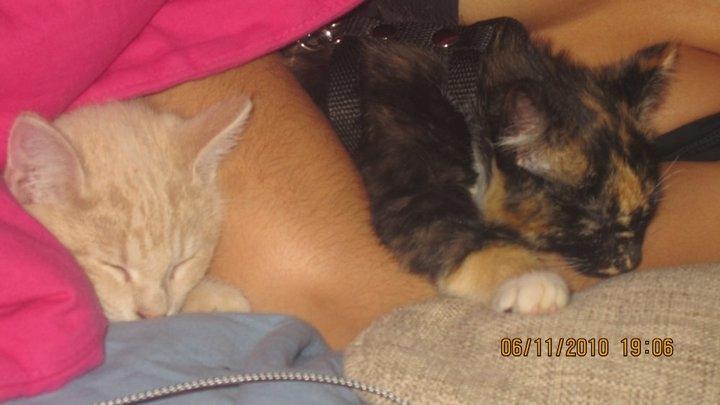 Huskat Rasmus - Det var en hård tur fra Haslev til Næstved :) Bella var søssers kat og Rasmus er lillebrors kat :) billede 3