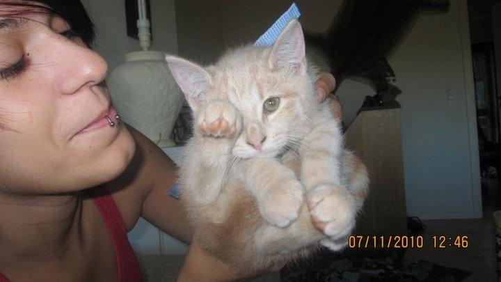 Huskat Rasmus - Rasmus kunne man gøre alt med, da han var killing billede 4