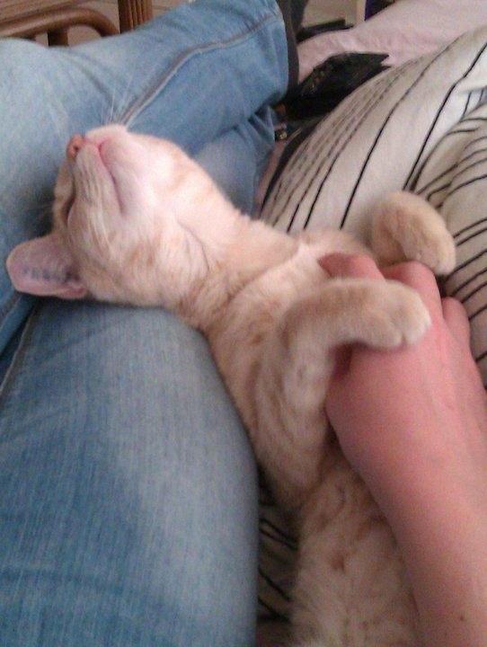 Huskat Rasmus - Ihhhh, hvor er det bare dejligt :)  billede 16