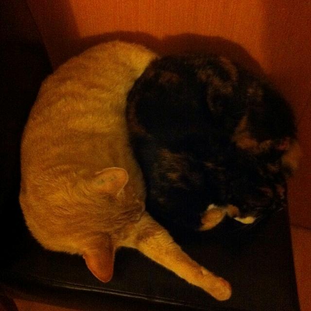 Huskat Rasmus - Rasmus og Bella var meget tætte billede 10