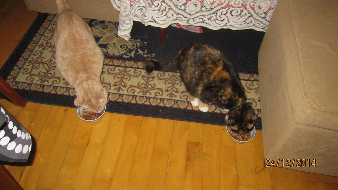 Huskat Rasmus - Juleaften skal de ikke snydes, så de får også and :) billede 12