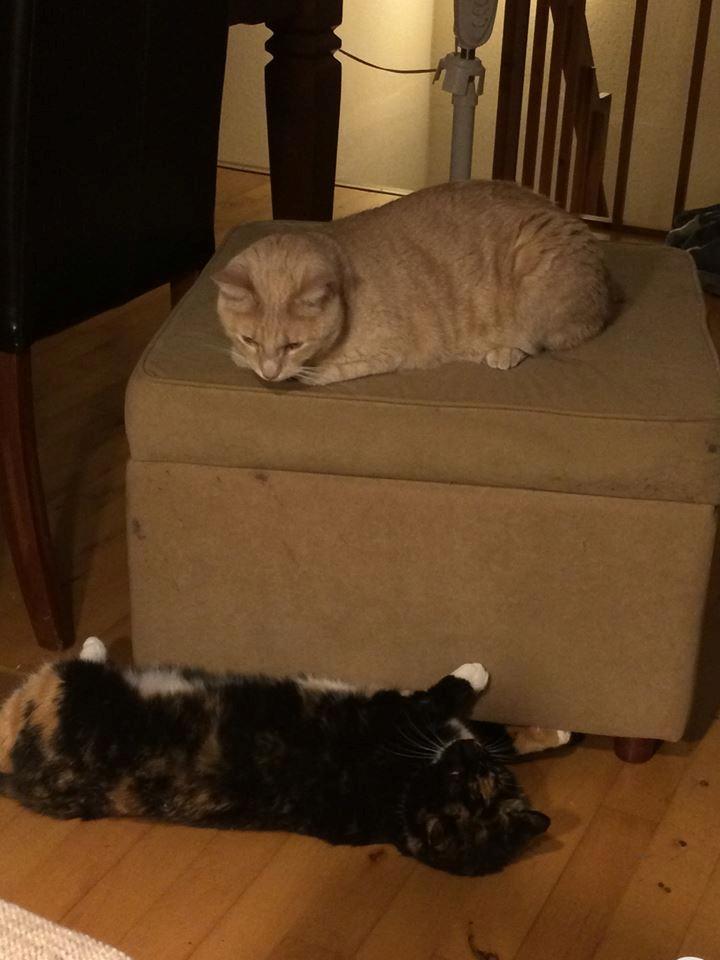 Huskat Rasmus - Bella driller Rasmus, men Rasmus er fuldstændig ligeglad :D billede 14