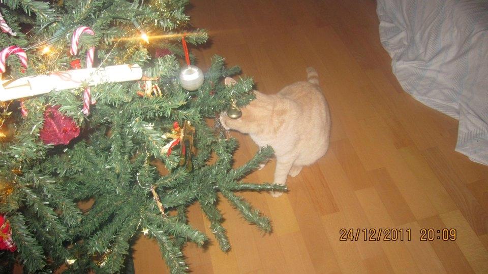 Huskat Rasmus - Juletræ? Ejj nyt legetøj, siger Rasmus :D  billede 11