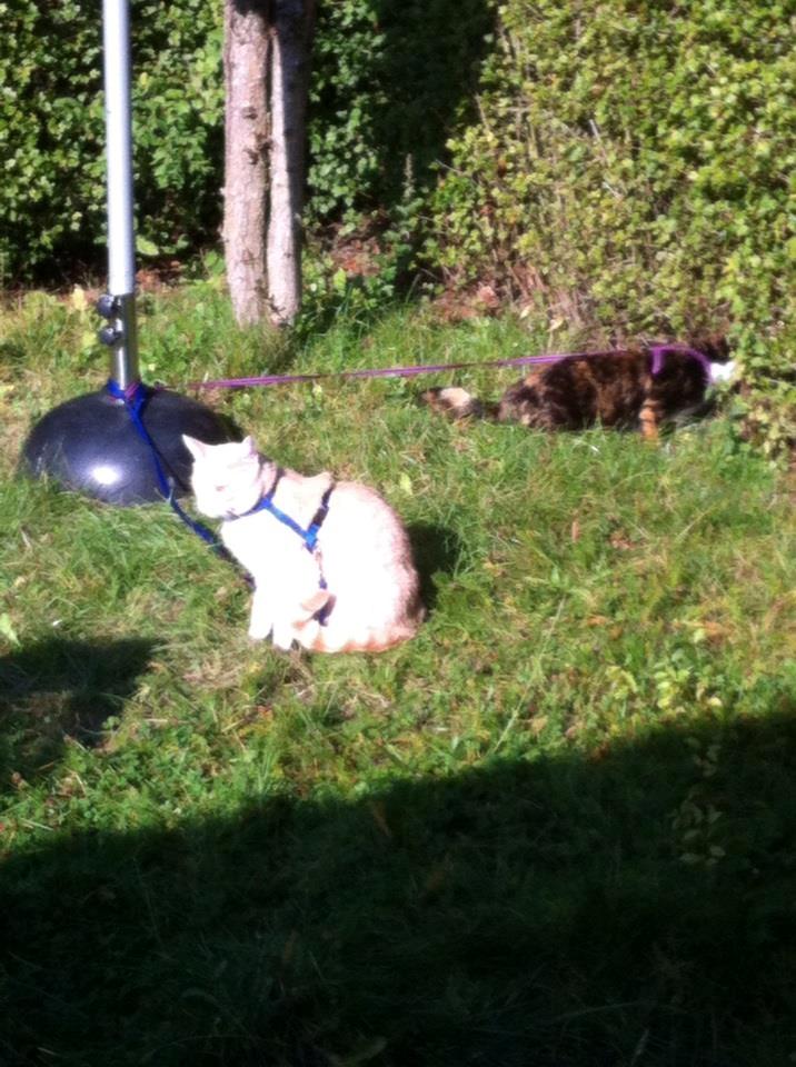 Huskat Rasmus - Rasmus og Bella nød haven billede 15