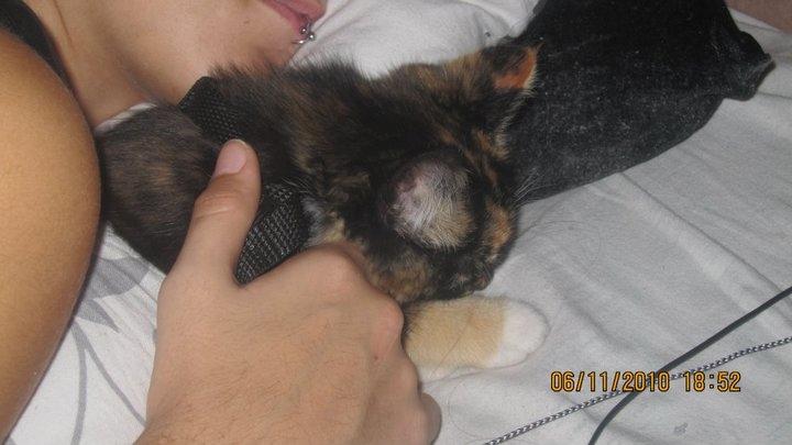 Huskat Bella [Himmelkat] <3  - R.I.P elskede Bella <3  billede 8