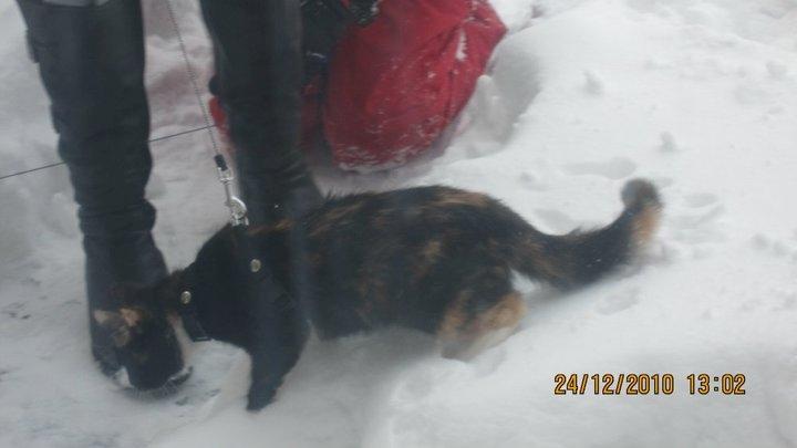 Huskat Bella [Himmelkat] <3  - Bella: Sne, siger I? Hmm.. Det skal undersøges billede 4