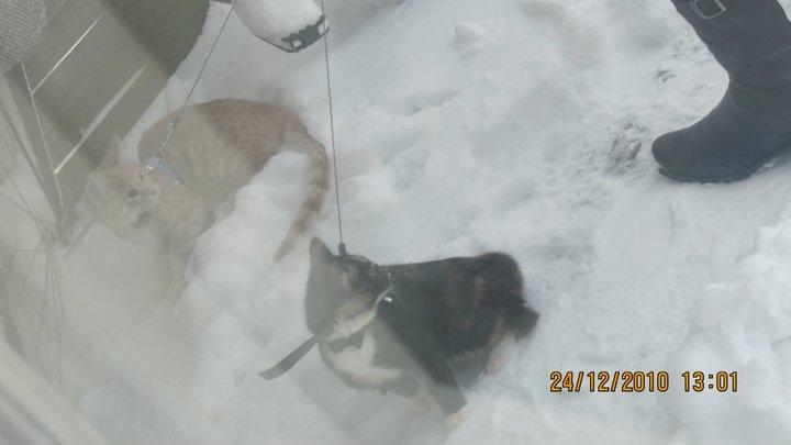 Huskat Bella [Himmelkat] <3  - Bella: Ok, det er fint. Det er sne. Jeg har set det, må jeg komme ind nu? billede 5