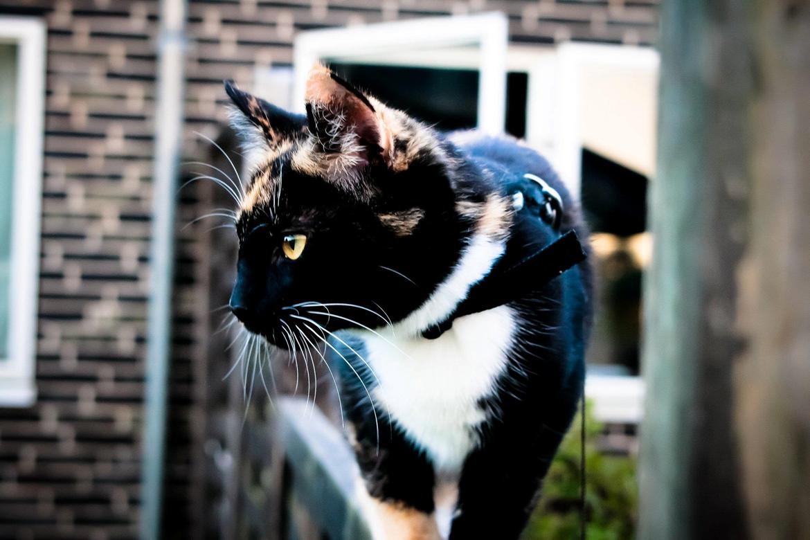 Huskat Bella [Himmelkat] <3  - Bella kunne holde øje med området fra hegnet og Rasmus kunne ikke fange hende deroppe :)  billede 1