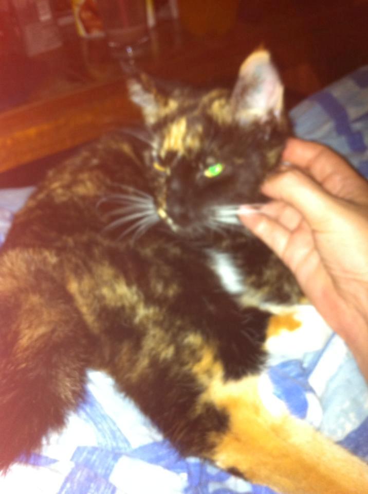 Huskat Bella [Himmelkat] <3  - Et af de sidste billeder vi fik taget af hende, mens hun stadig ville kæles <3  billede 36