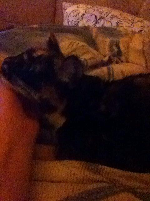 Huskat Bella [Himmelkat] <3  - Bella kom selv hen og ville kæles af mig <3  billede 24