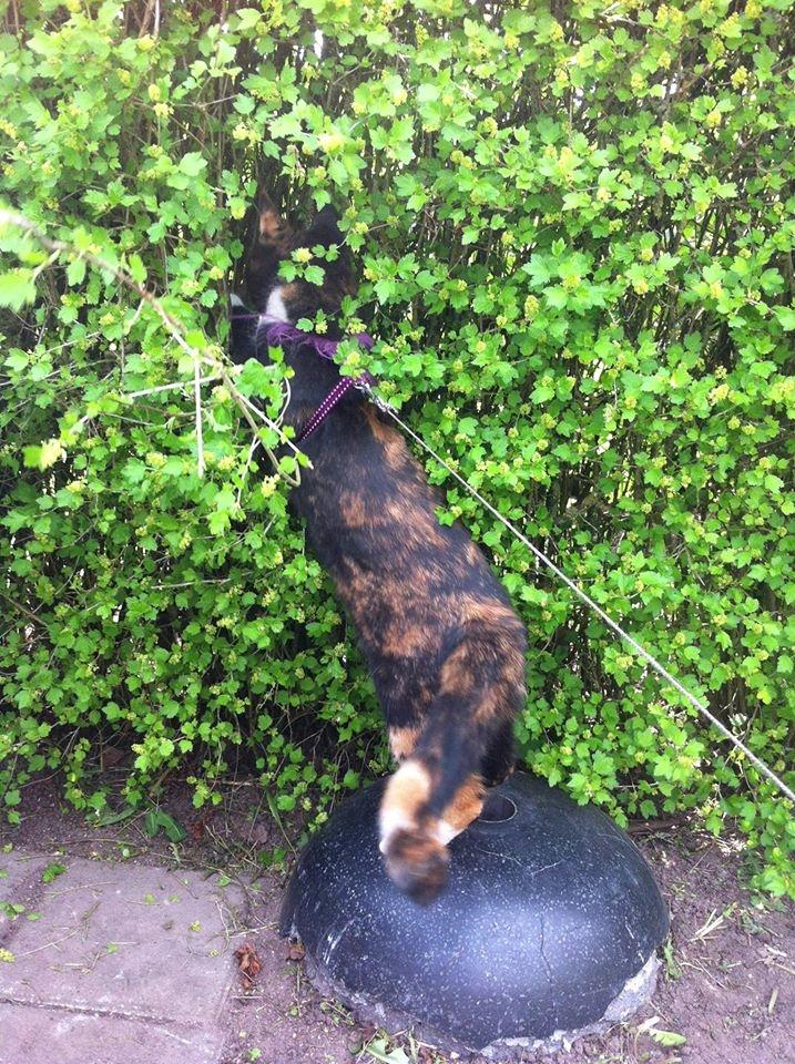 Huskat Bella [Himmelkat] <3  - Nårhh, der er naboen jo inde billede 22