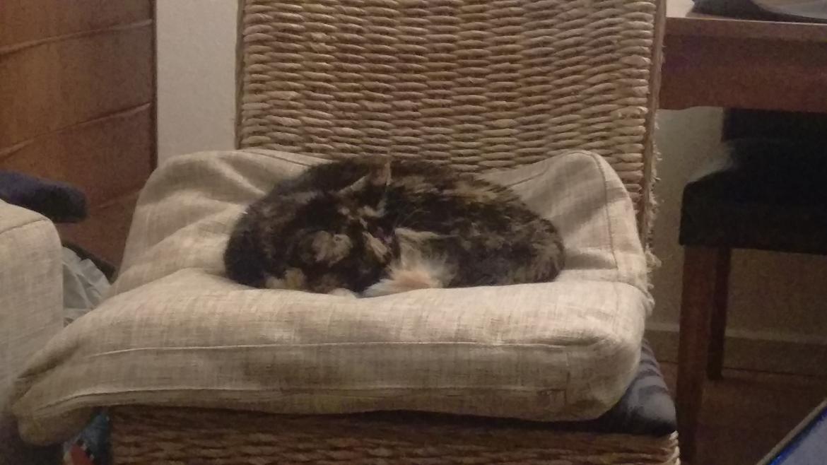 Huskat Bella [Himmelkat] <3  - Det sidste billede vi har af hende inden vi blev enige med dyreklinikken om at lade hende få fred :'(  billede 37