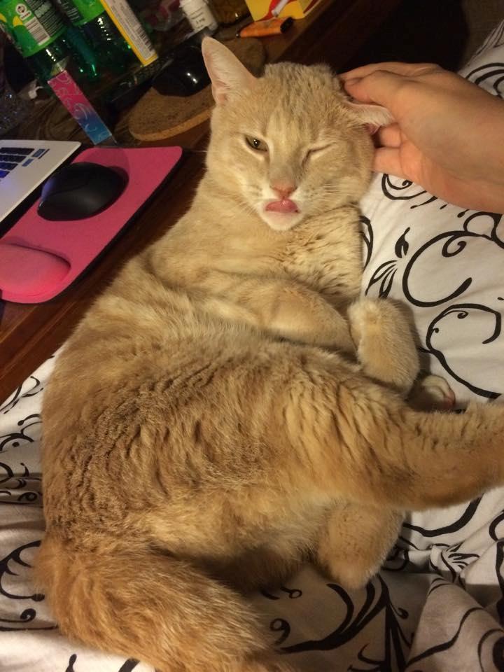 Huskat Rasmus - Rasmus Klump er lidt skør. Han blinkede og rækte tunge, da min søn tog billeder af ham :D  billede 17