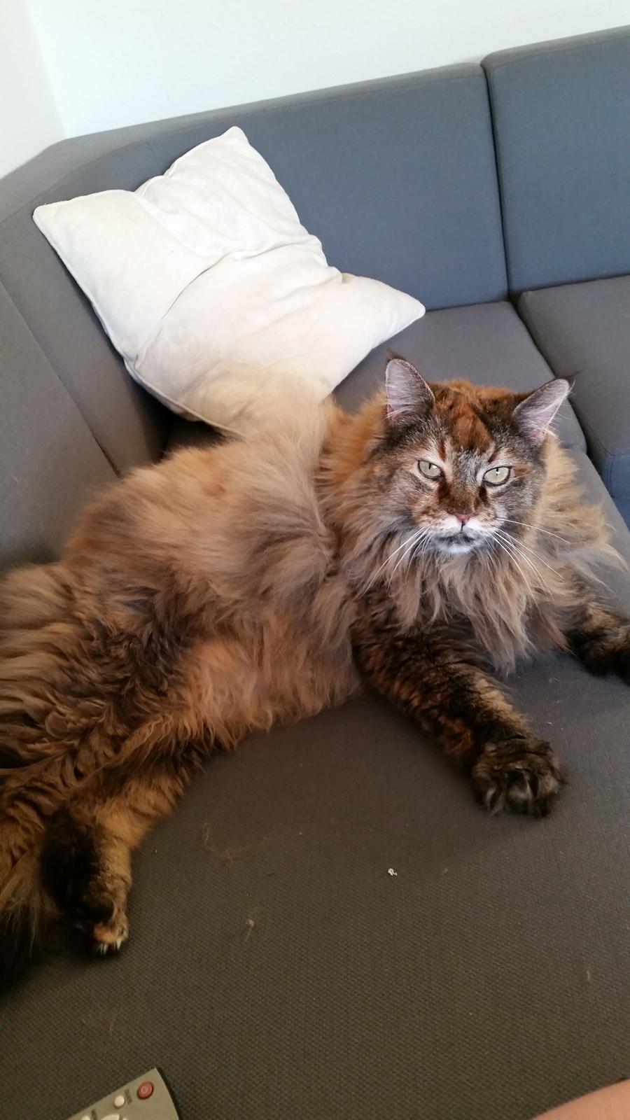 Blanding af racer Farmor billede 1