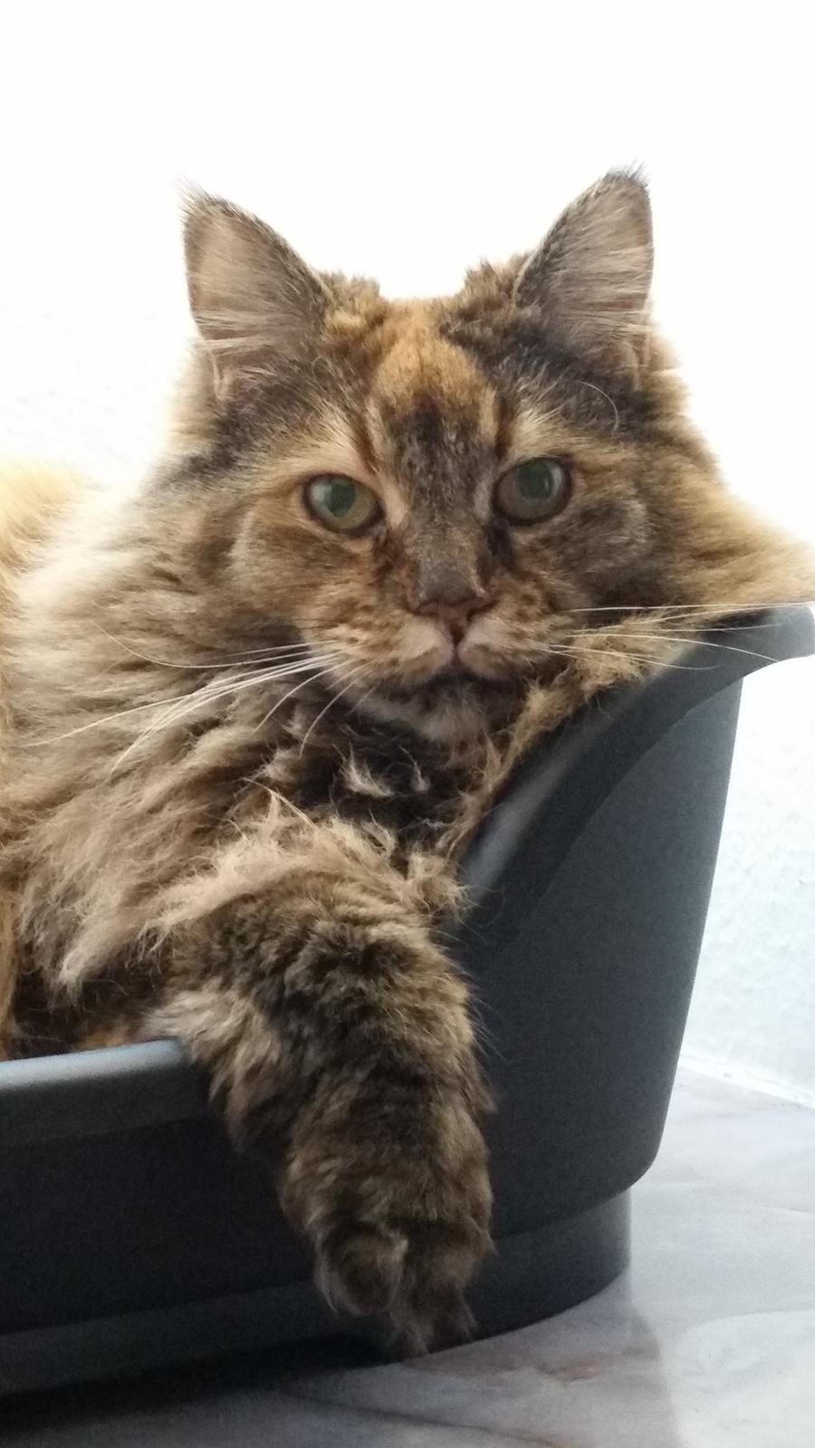 Blanding af racer Farmor billede 2