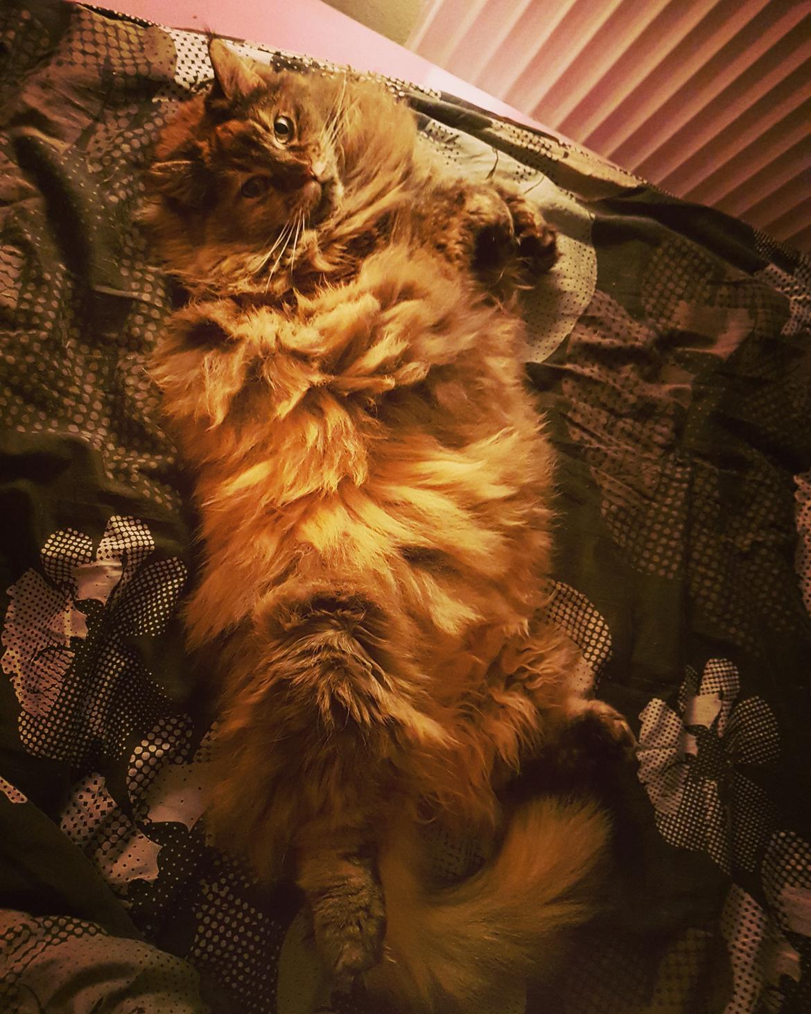 Blanding af racer Farmor billede 3