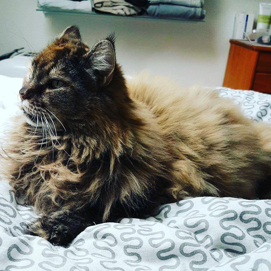 Blanding af racer Farmor billede 4