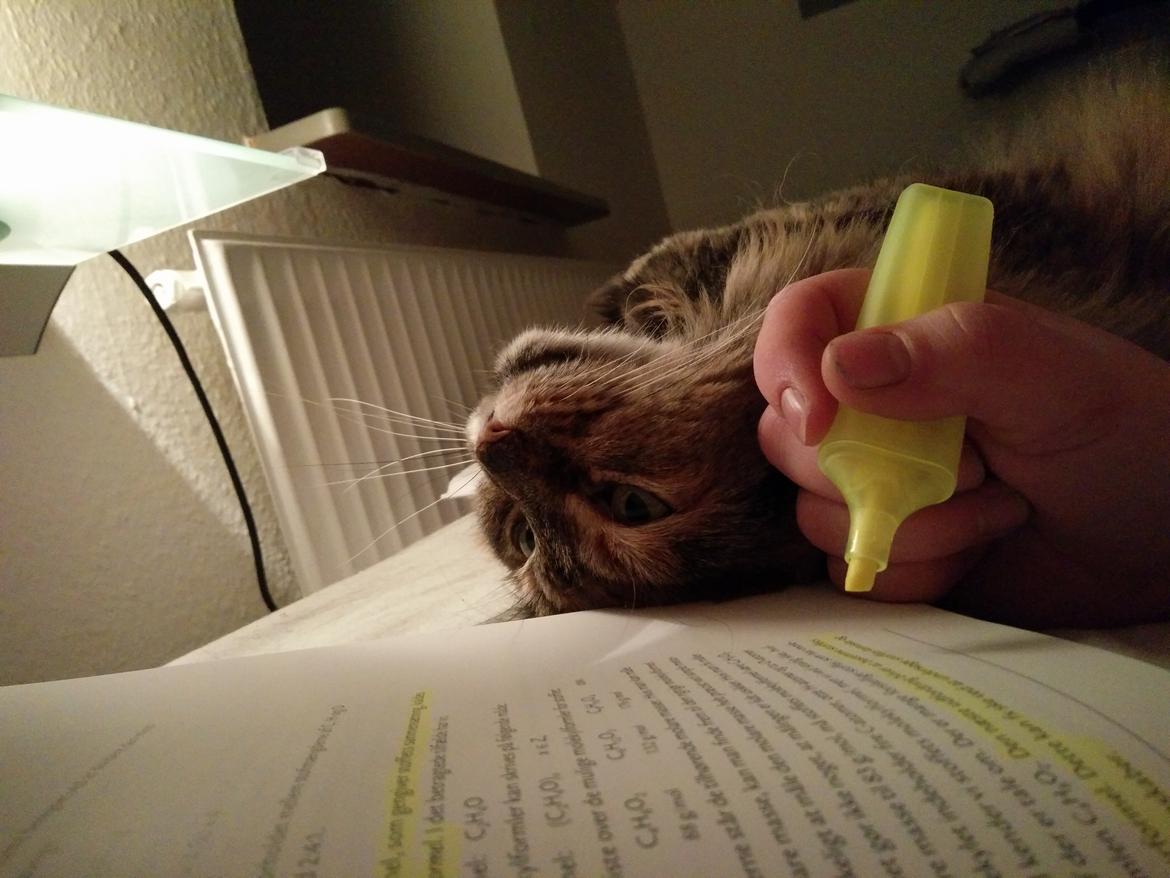 Blanding af racer Farmor billede 5