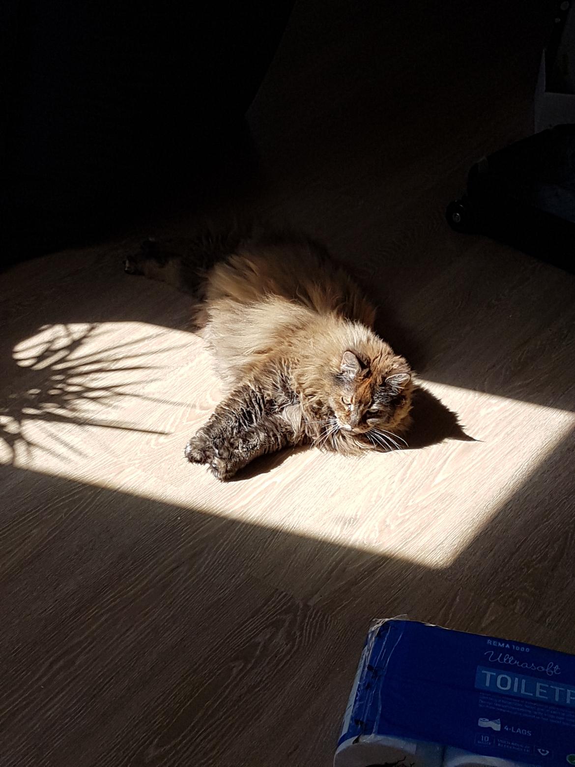 Blanding af racer Farmor billede 6