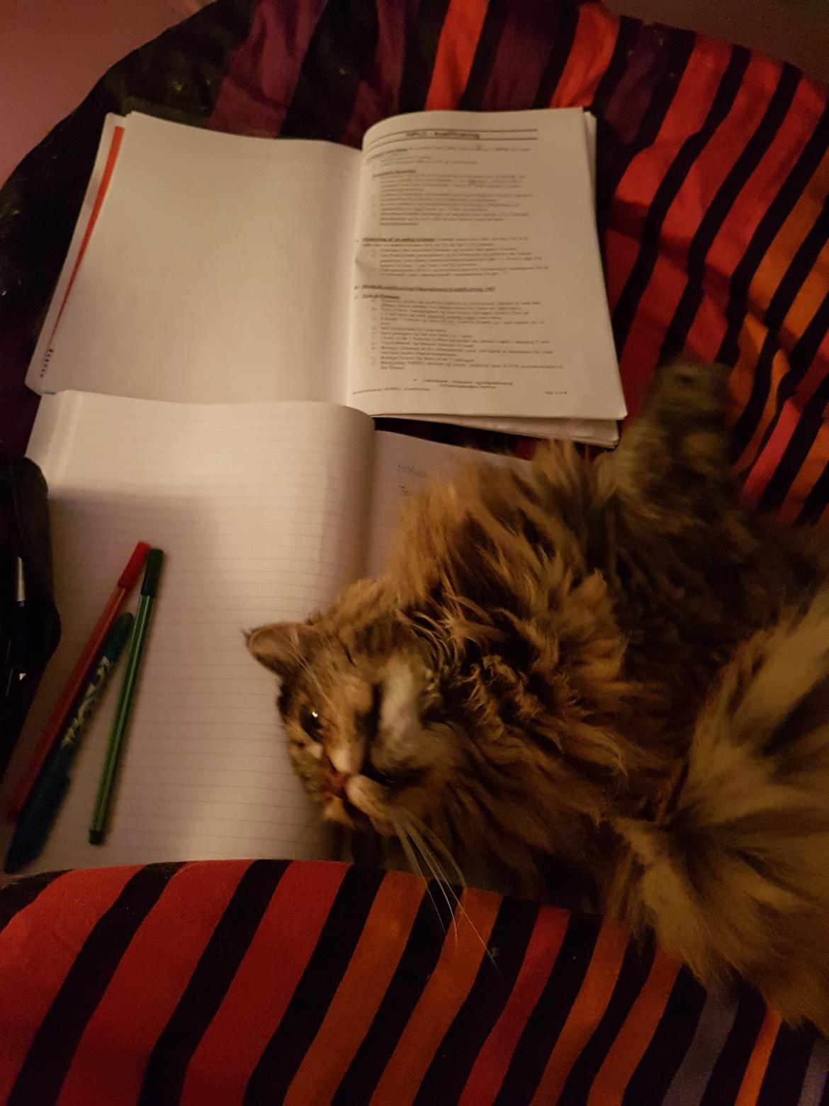 Blanding af racer Farmor billede 7