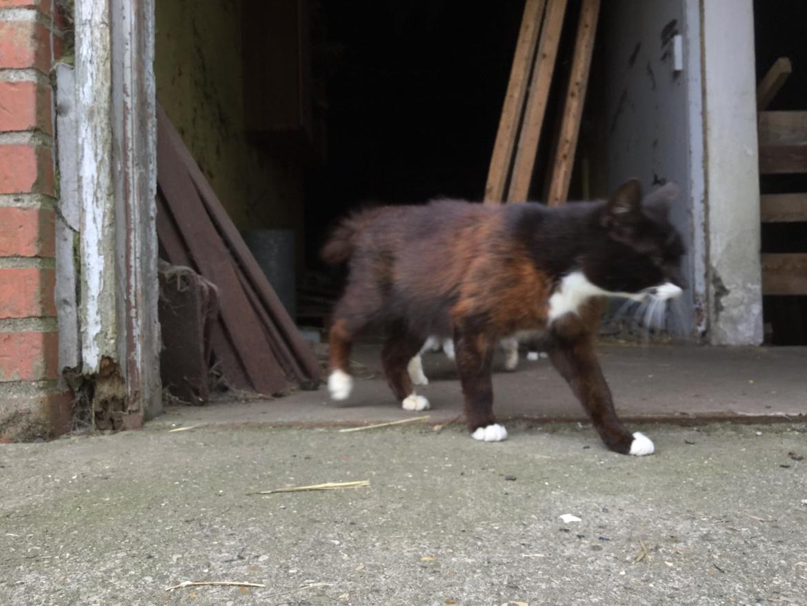 Huskat MisMiv billede 2