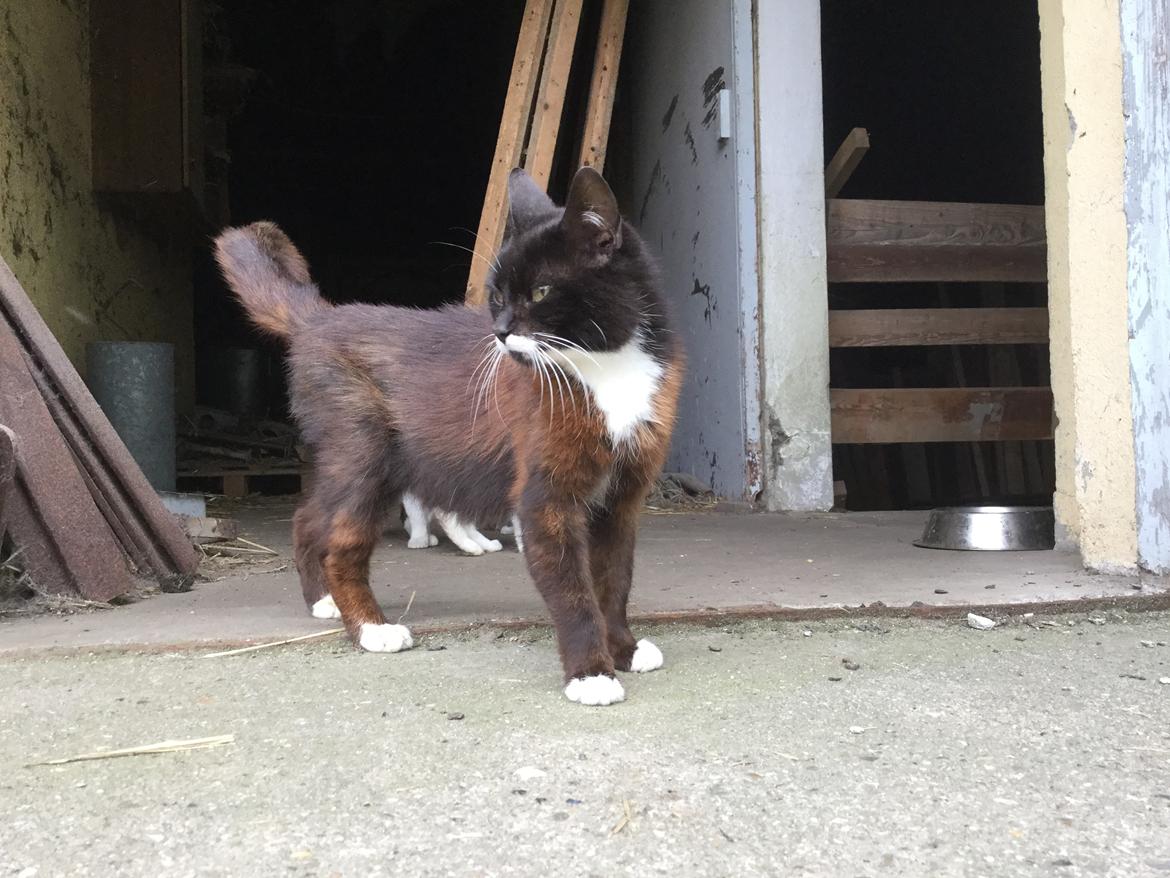 Huskat MisMiv billede 4