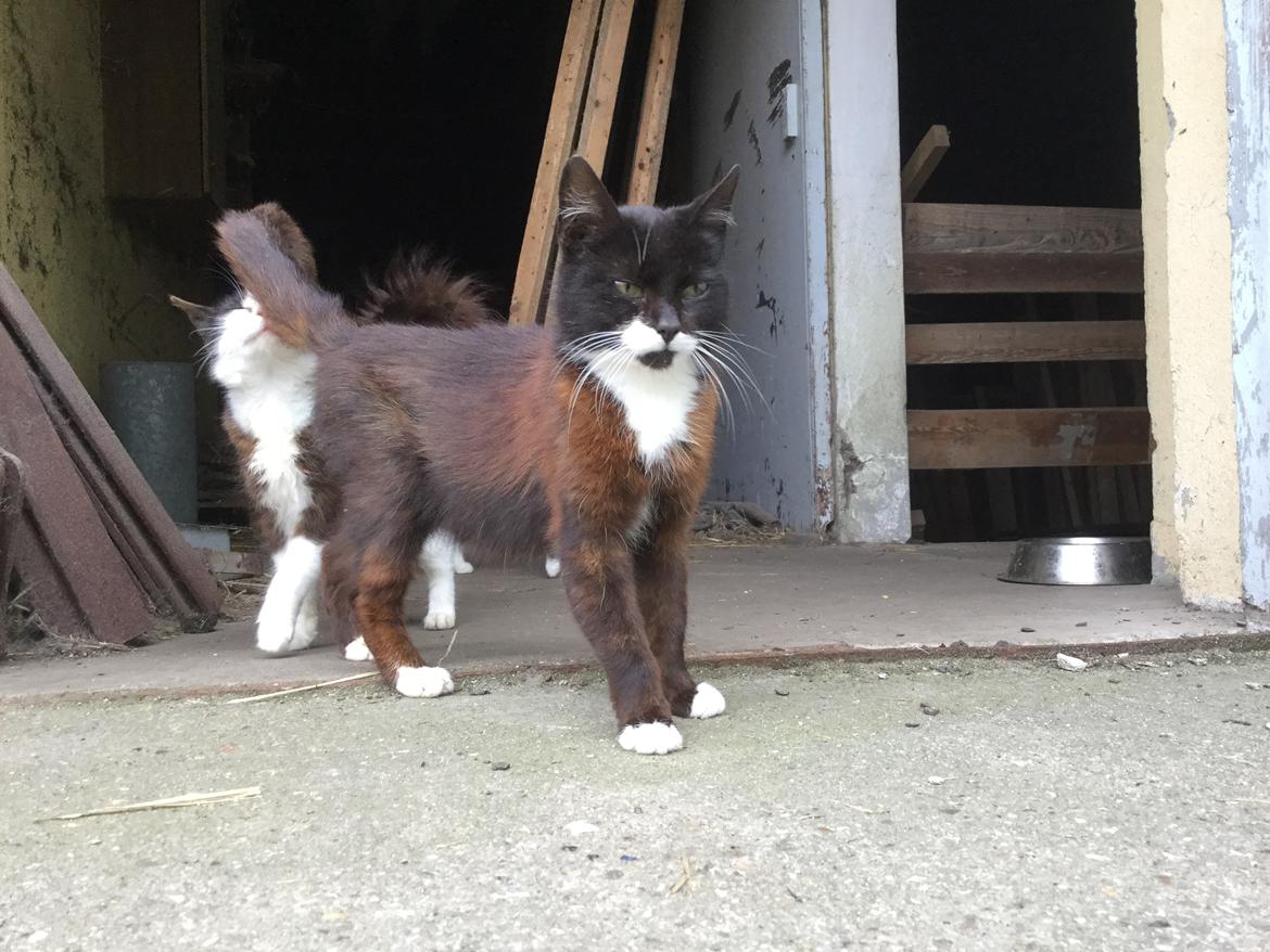 Huskat MisMiv billede 5