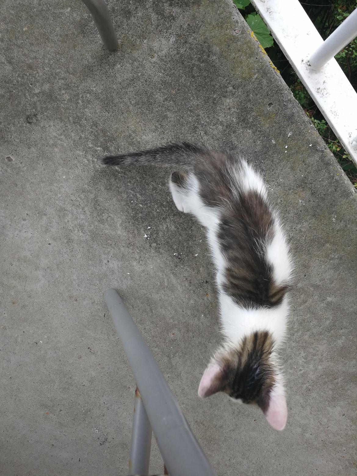 Blanding af racer Kowo billede 25