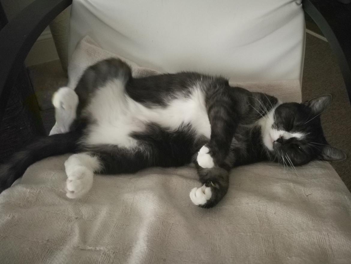 Blanding af racer Simba billede 3