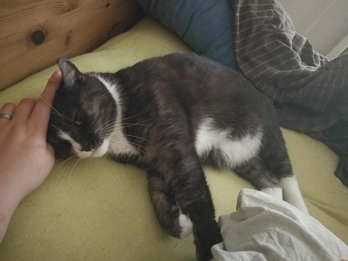 Blanding af racer Simba billede 7