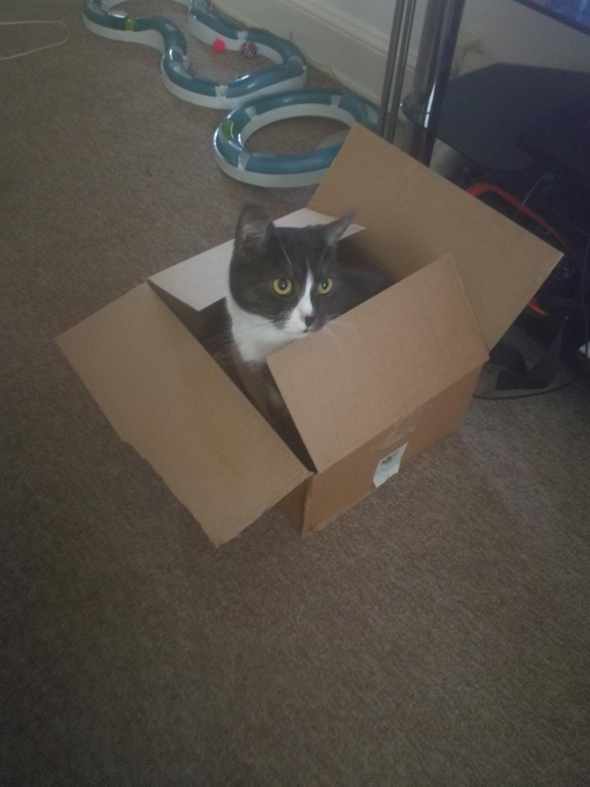 Blanding af racer Simba billede 8