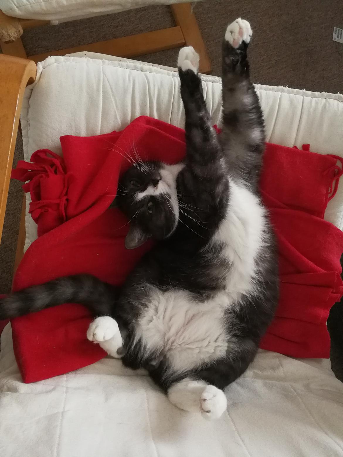 Blanding af racer Simba billede 4