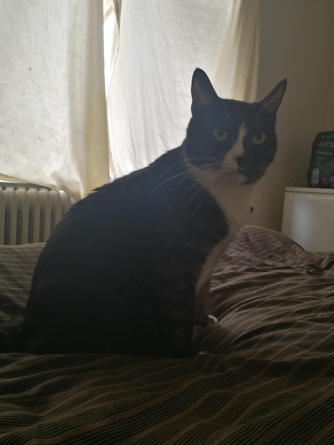 Blanding af racer Simba billede 9