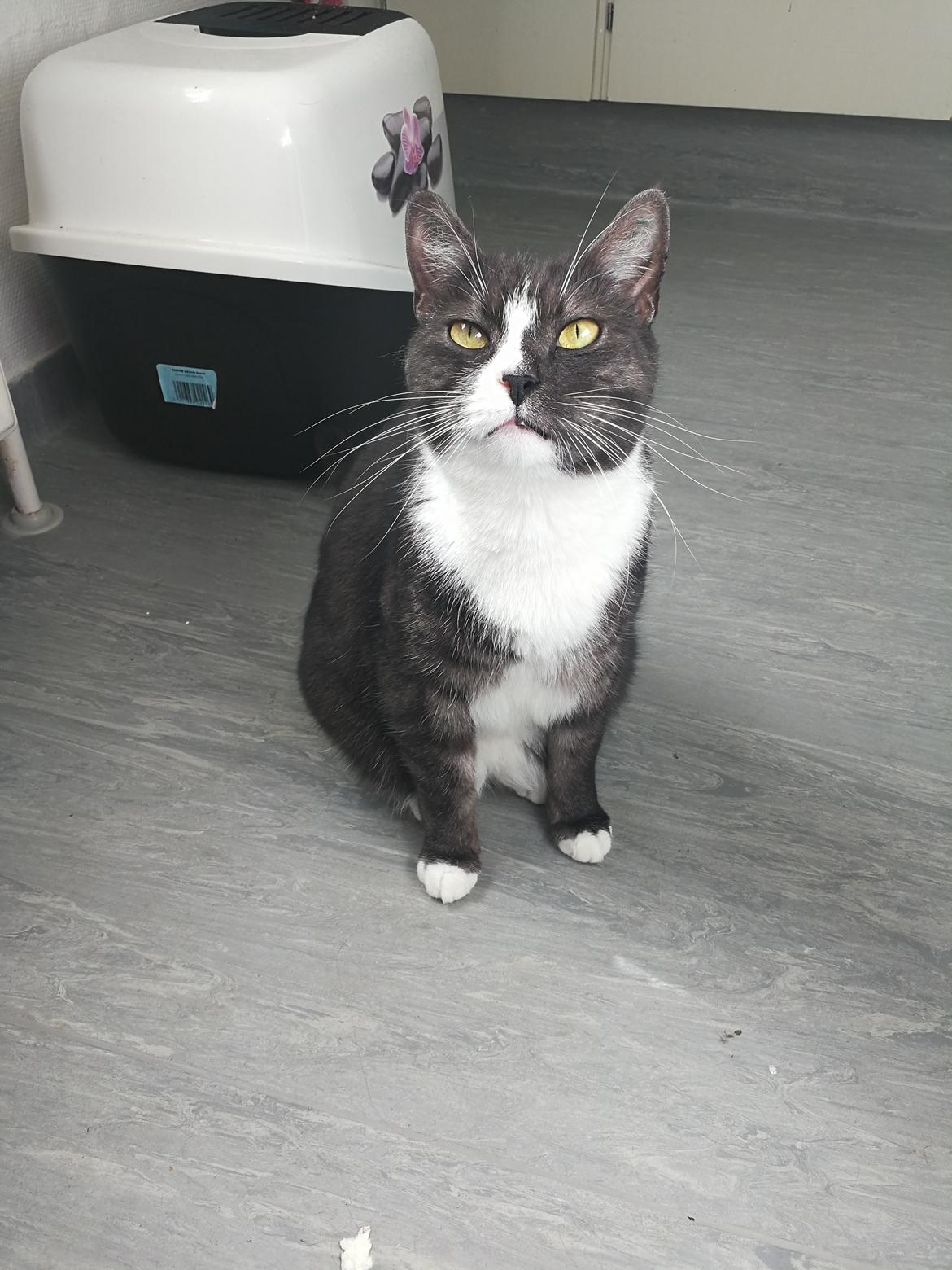 Blanding af racer Simba billede 10