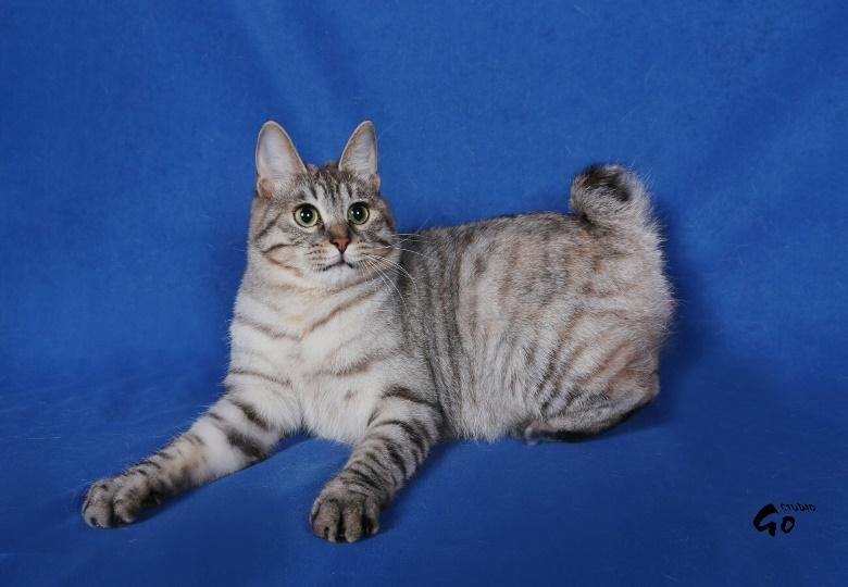 Kurilean Bobtail Agatha - SC. DK KorZhik´s Agatha Christie billede 5