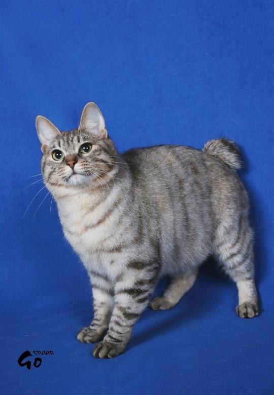 Kurilean Bobtail Agatha - SC. DK KorZhik´s Agatha Christie billede 2