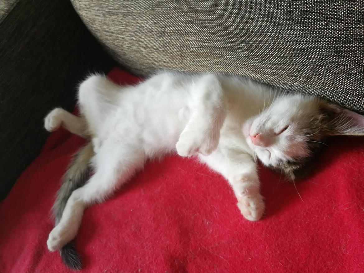 Blanding af racer Kowo billede 18