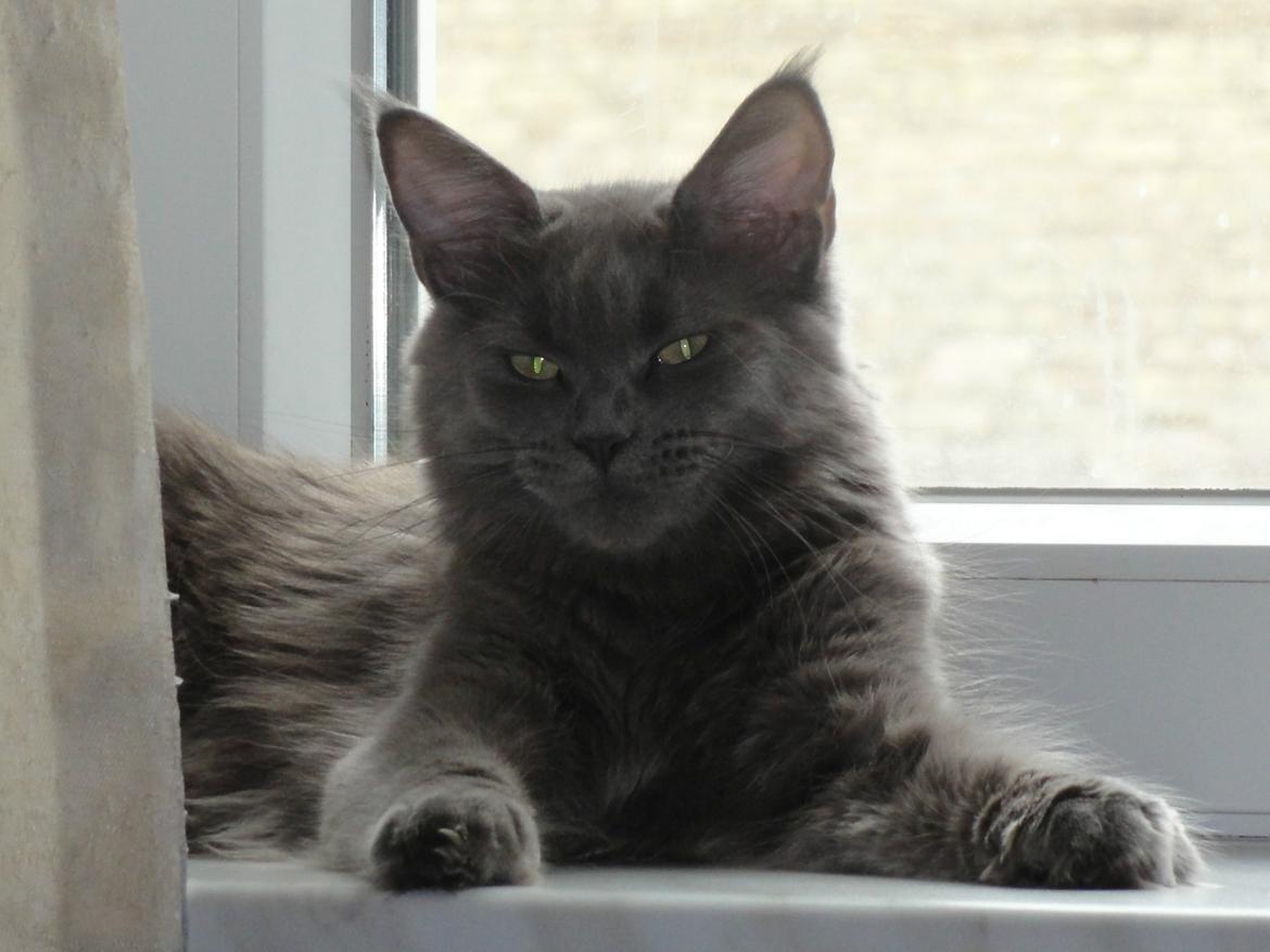 Maine Coon Blackangel's Magby billede 13