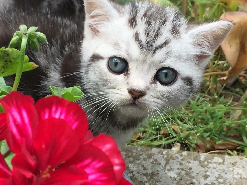 British Shorthair Hero billede 1