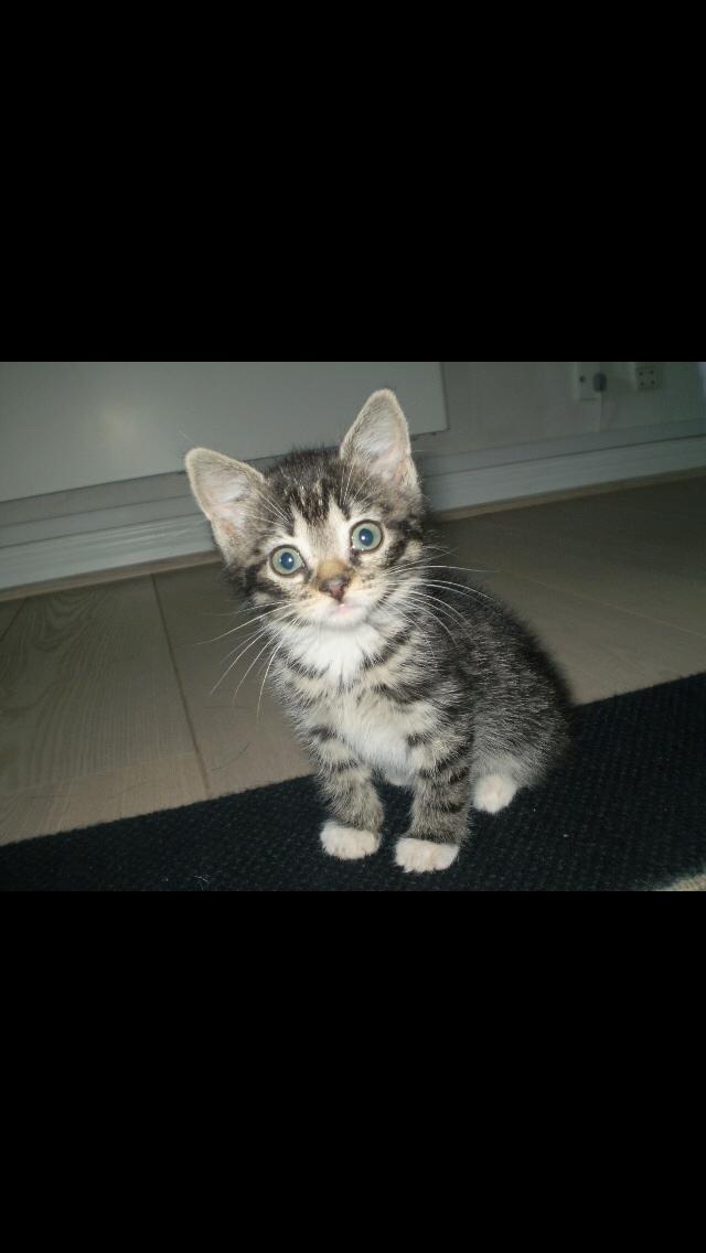 Huskat Bandit billede 9