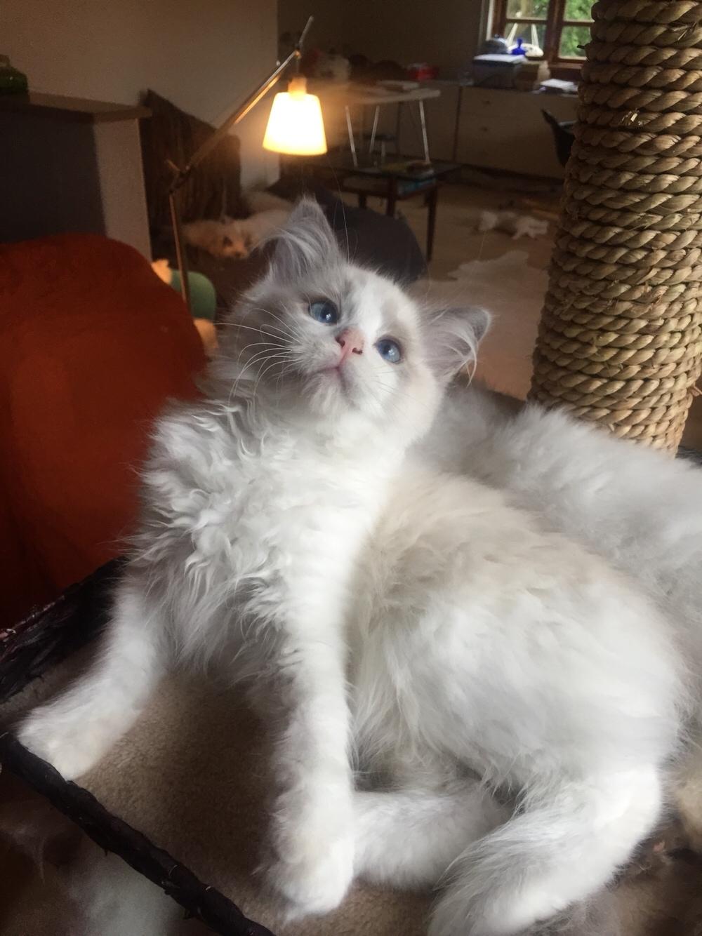 Ragdoll Rafael Santi a Camelot Treasure DK Ragdoll billede 1