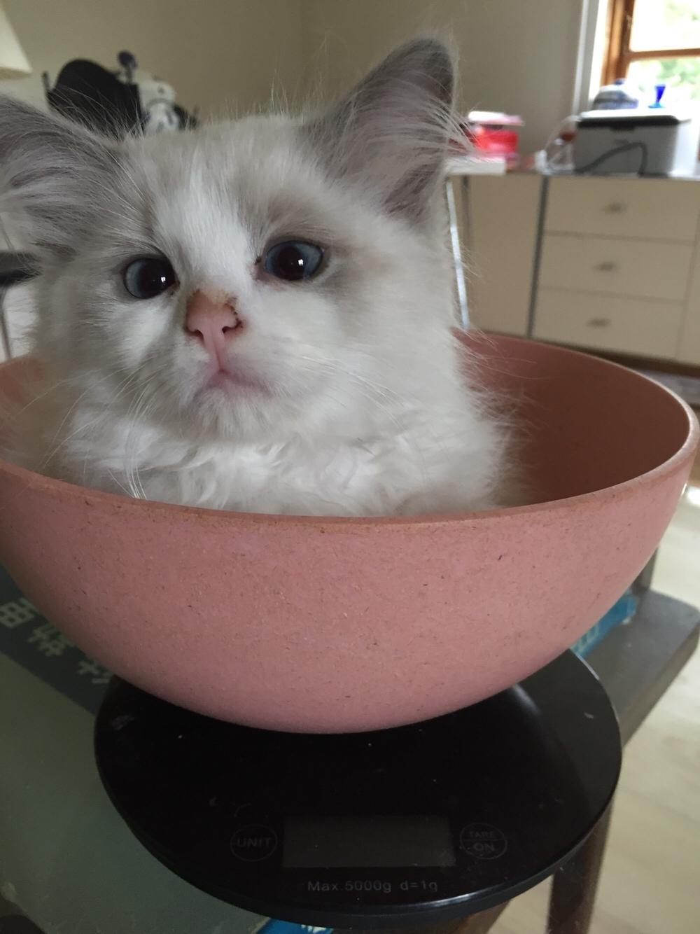 Ragdoll Rafael Santi a Camelot Treasure DK Ragdoll billede 4