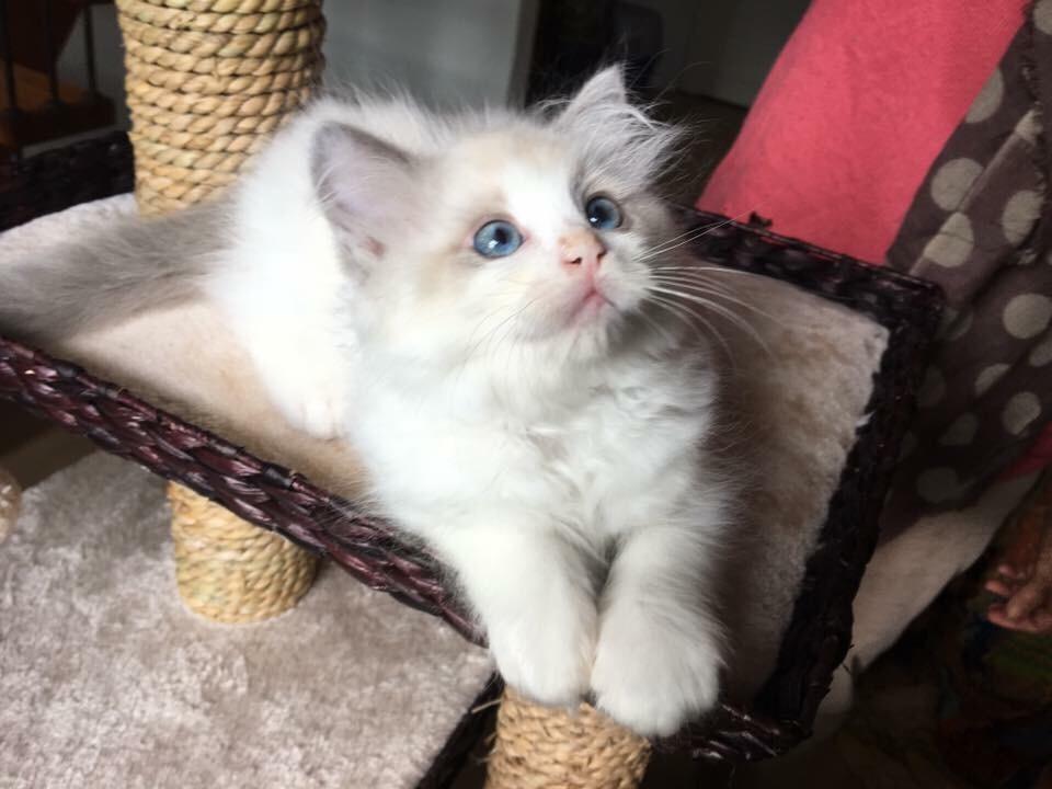 Ragdoll Rafael Santi a Camelot Treasure DK Ragdoll billede 3