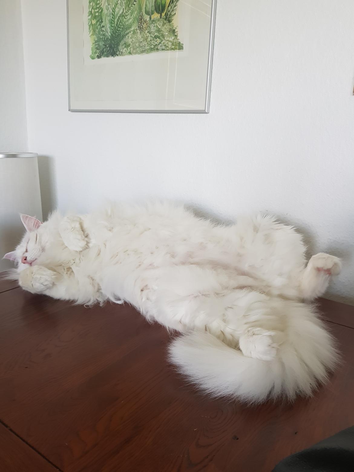 Norsk Skovkat Freya - Afslapning billede 9