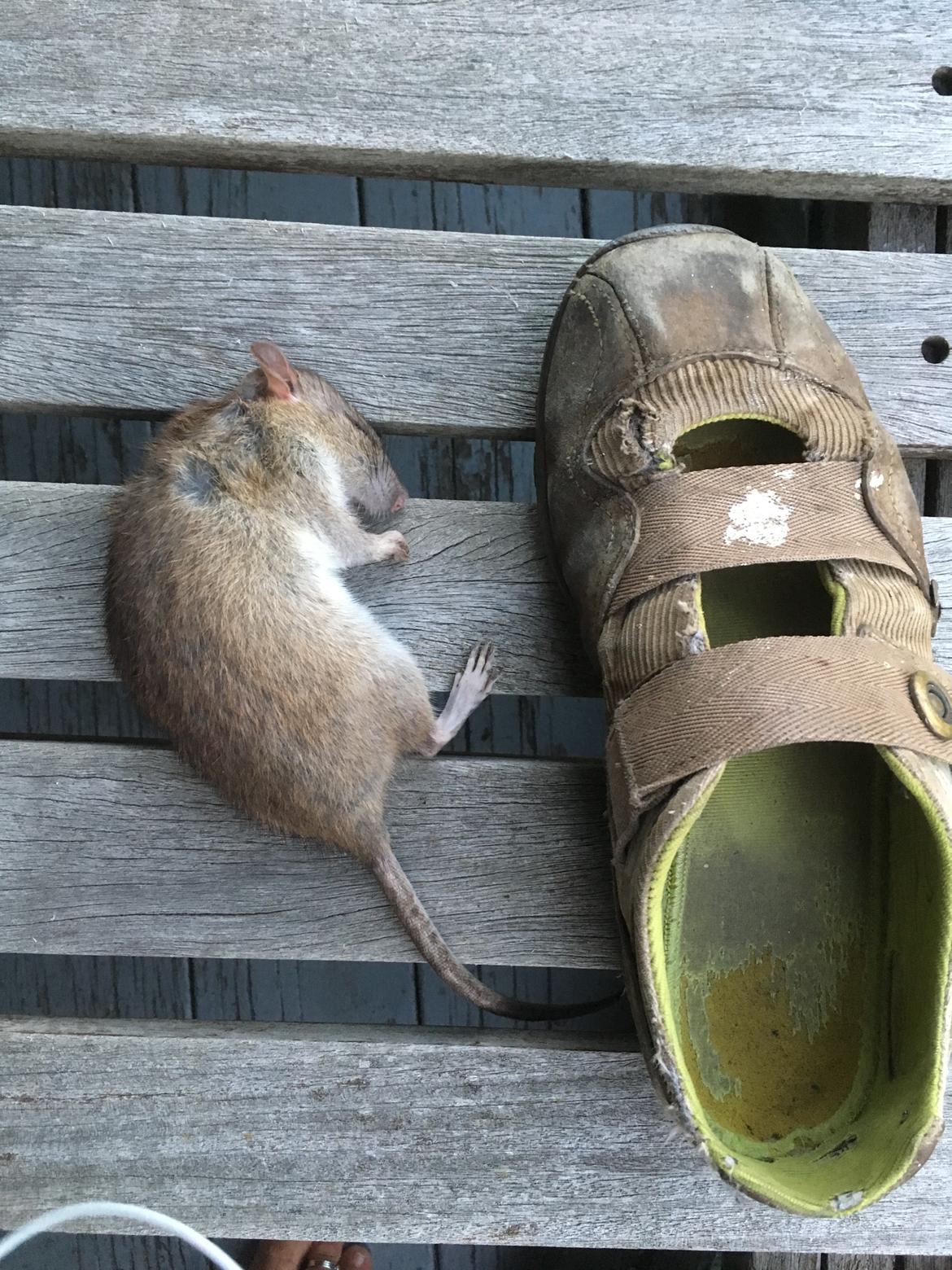 Norsk Skovkat Chilli billede 6