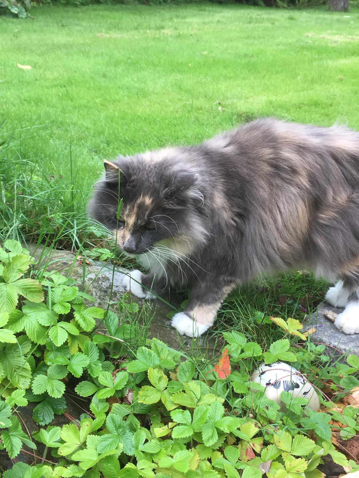 Norsk Skovkat Chilli billede 8