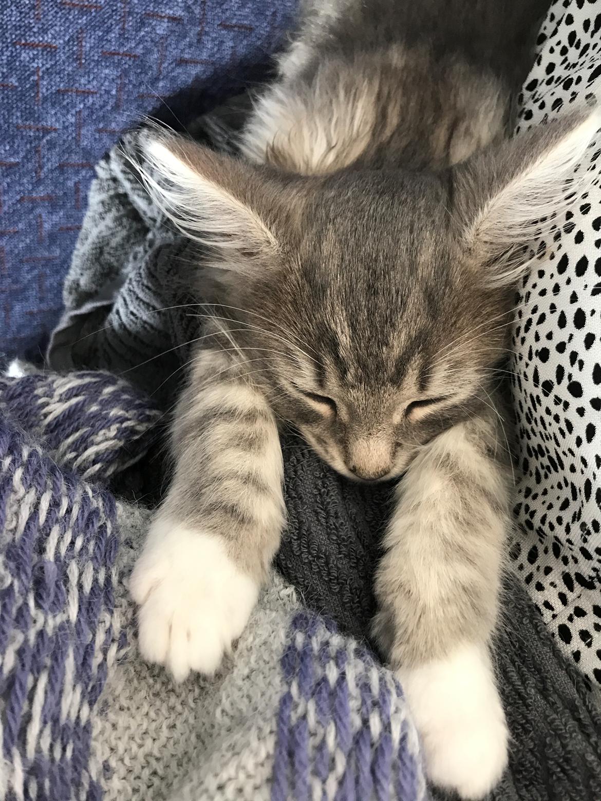 Blanding af racer Tom billede 2